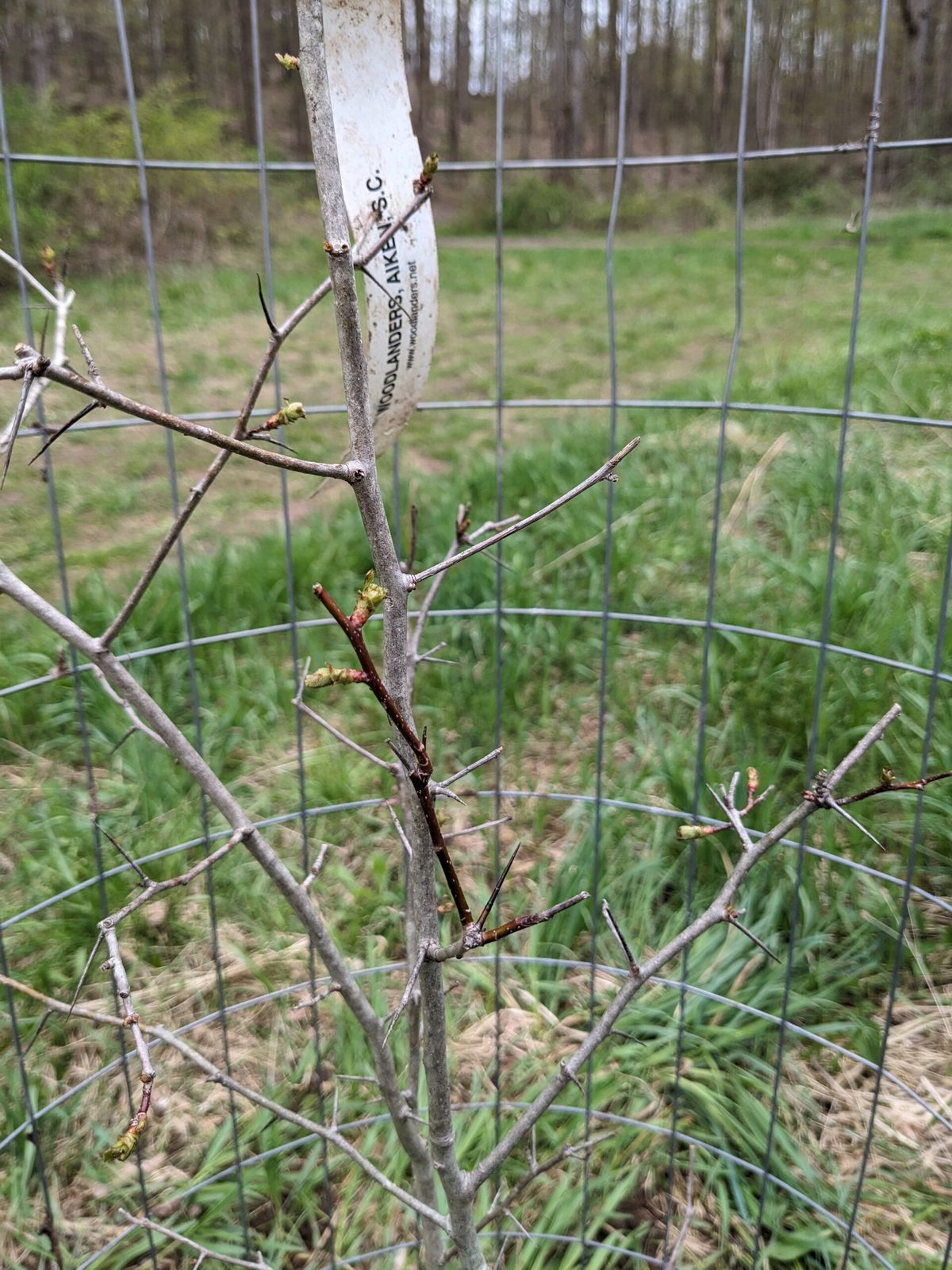 The heavily thorned branches of a Harbison hawthorn at Limeledge.