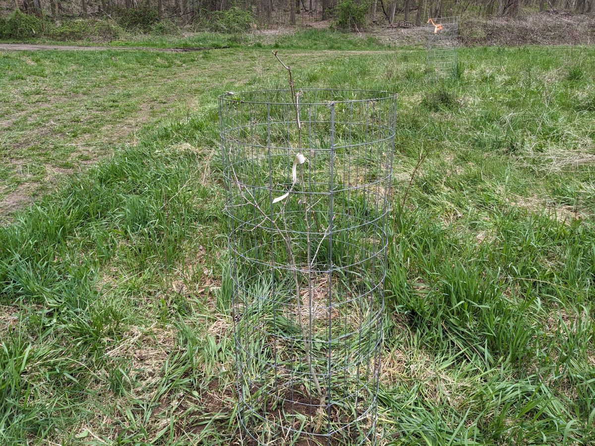 A young Harbison hawthorn protected by a wire cage at Limeledge.
