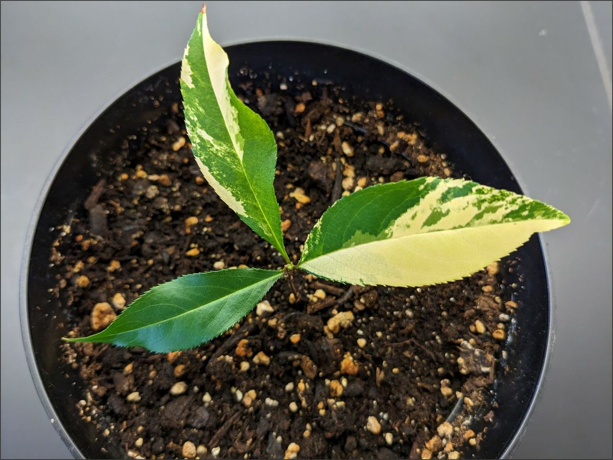 A novel variegated black cherry (Prunus serotina) seedling.