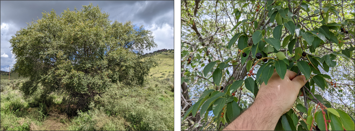 A Mexican black cherry growing northwest of Fort Davis, Texas.