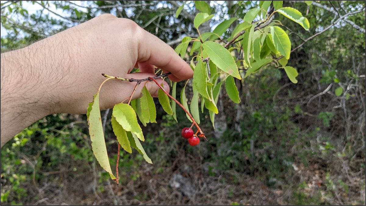 An escarpment black cherry on the Edwards Plateau in Texas.