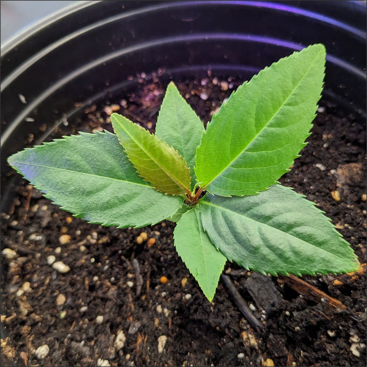 Jagged-edged leaves on an escarpment black cherry seedling.