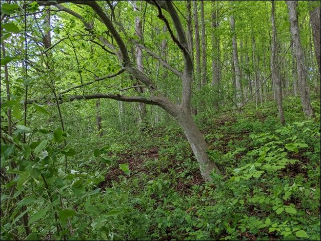 Silvery American hornbeam trunks beside the floodplain of Carpenter's Brook in Elbridge, New York.