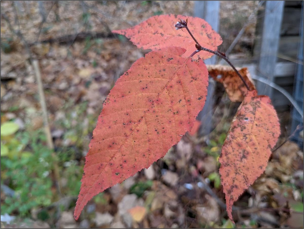 Red, orange, and watermelon autumn foliage on silky hornbeam.