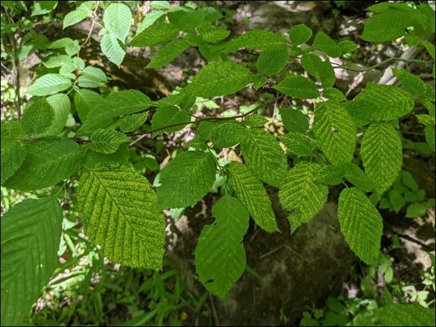 Gold-speckled new growth on a variegated American hornbeam.