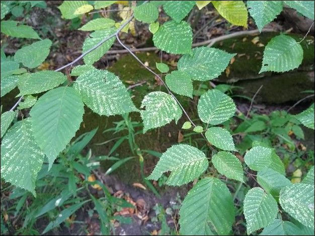 White-speckled older growth on a variegated American hornbeam.