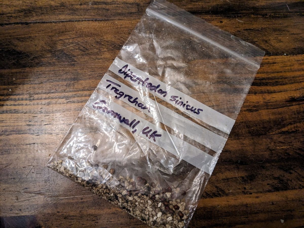 A bag of Dipentodon sinicus seeds from Tregrehan Garden in Cornwall.