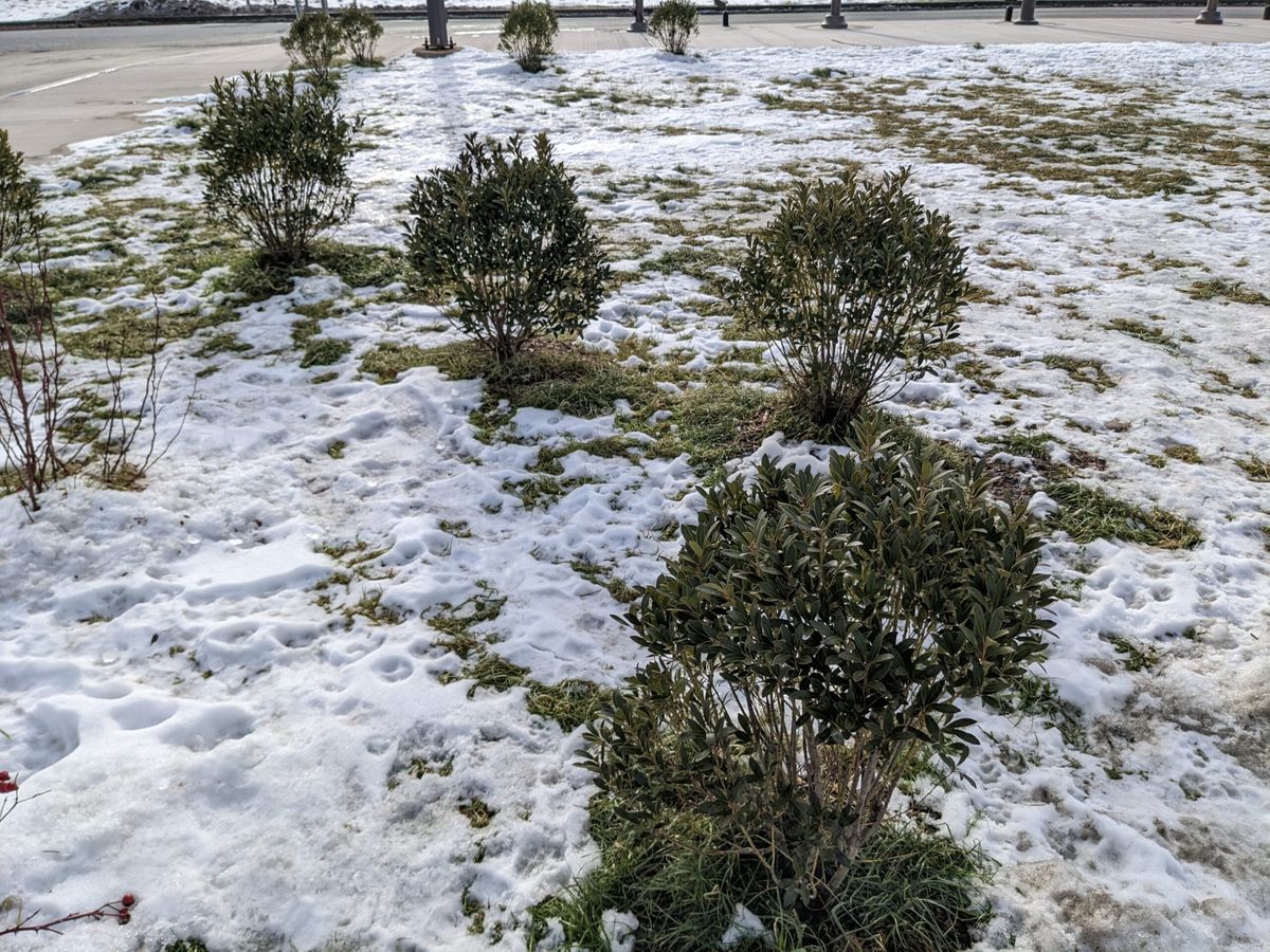 A recently installed row of inkberry shrubs at a New York State Thruway rest stop.