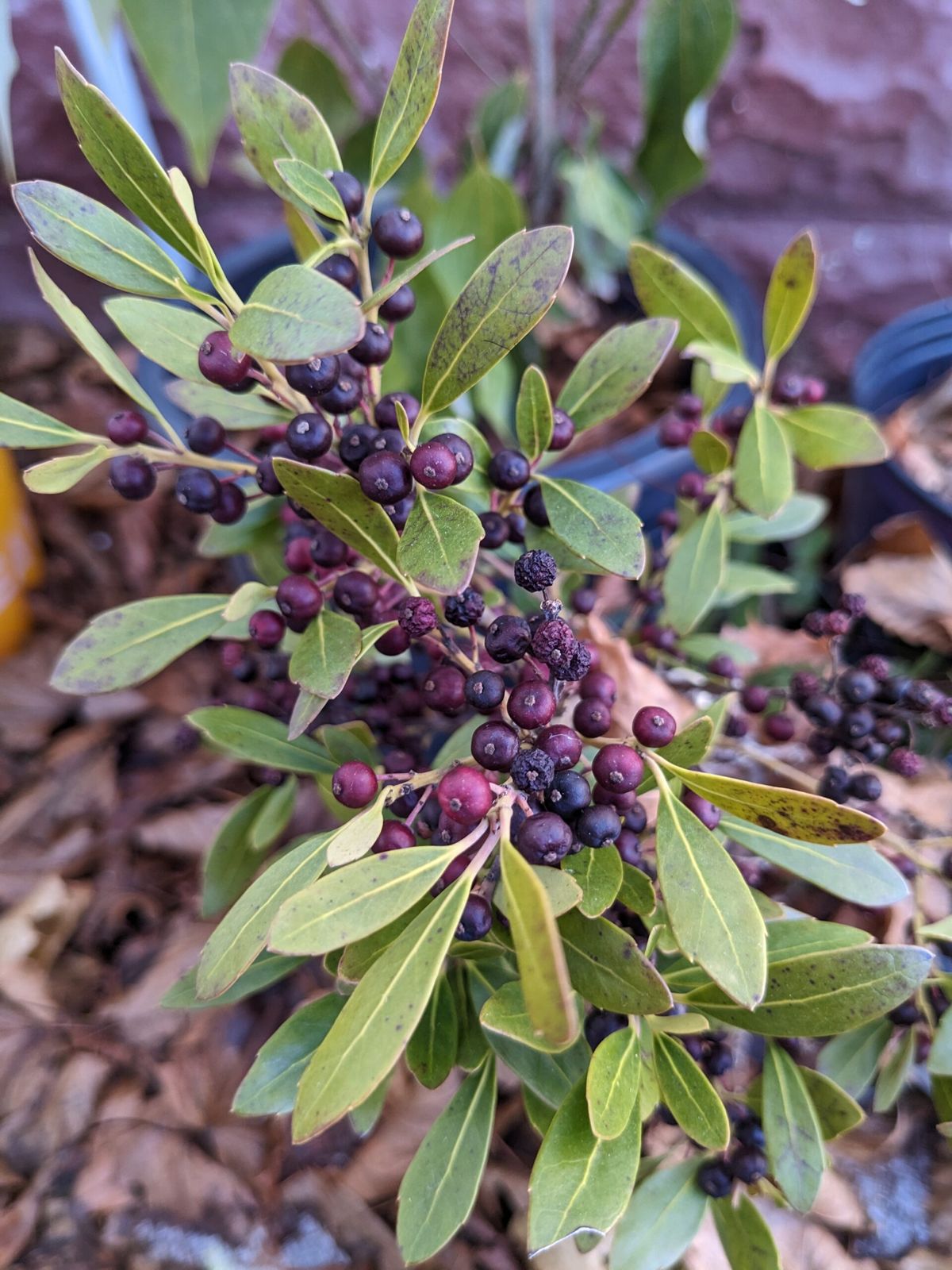 An inkberry shrub bearing purple and black fruits at Limeledge.
