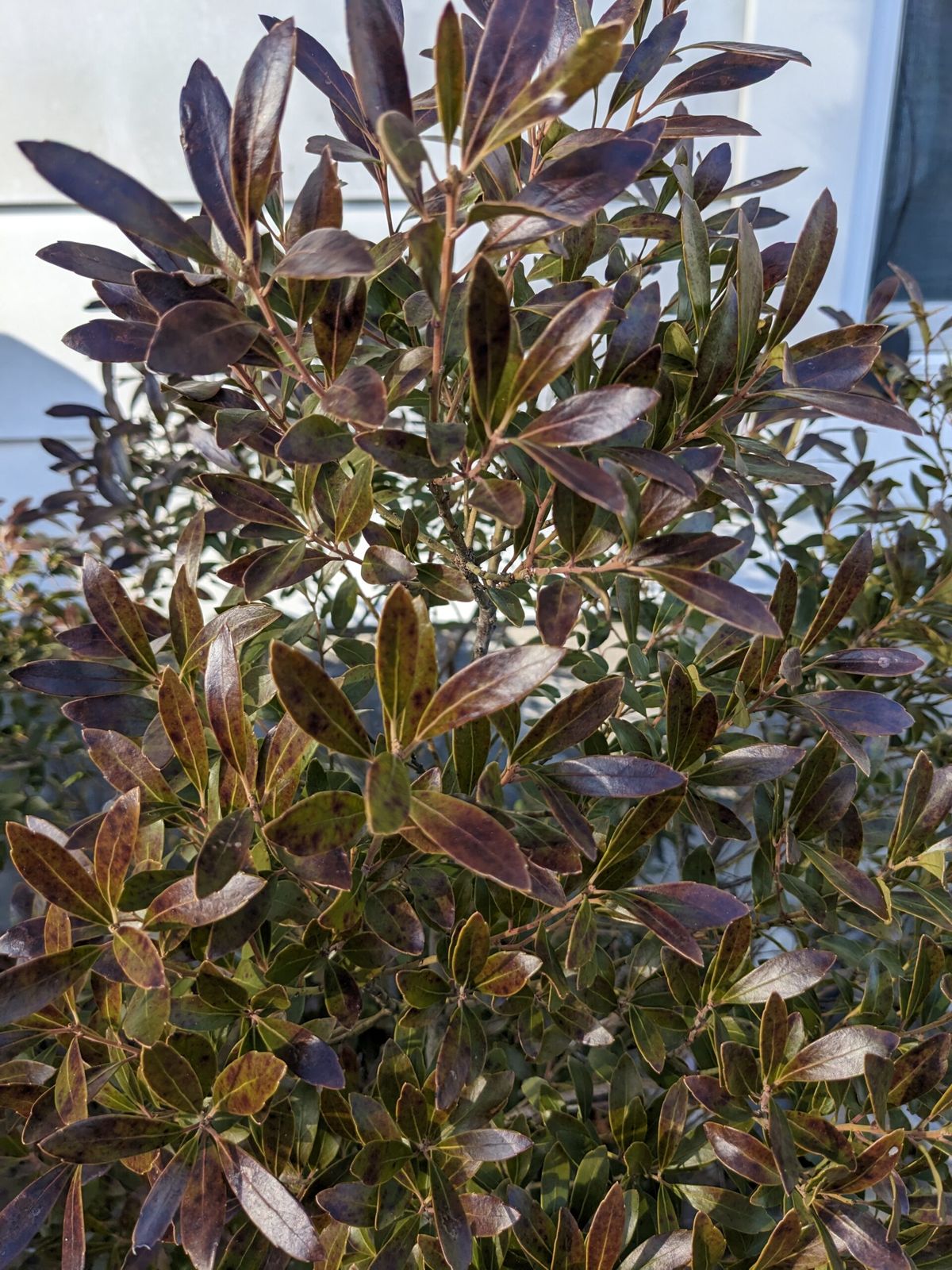 Brassy purple winter foliage on an inkberry shrub.