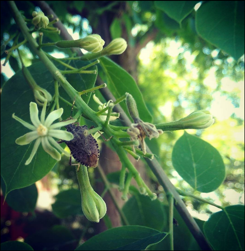 Kentucky coffeetree Gymnocladus dioicus flower and stinkbug