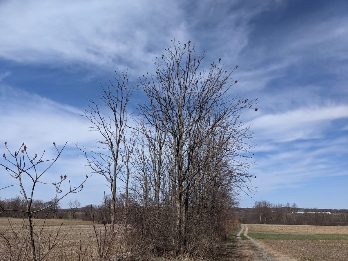 Kentucky coffeetree along Limeledge main access road.