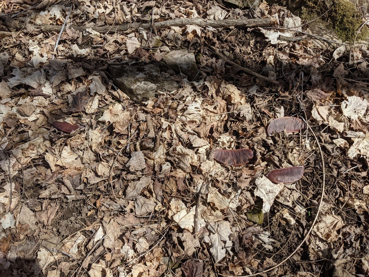 Kentucky coffeetree pods on the forest floor at Limeledge
