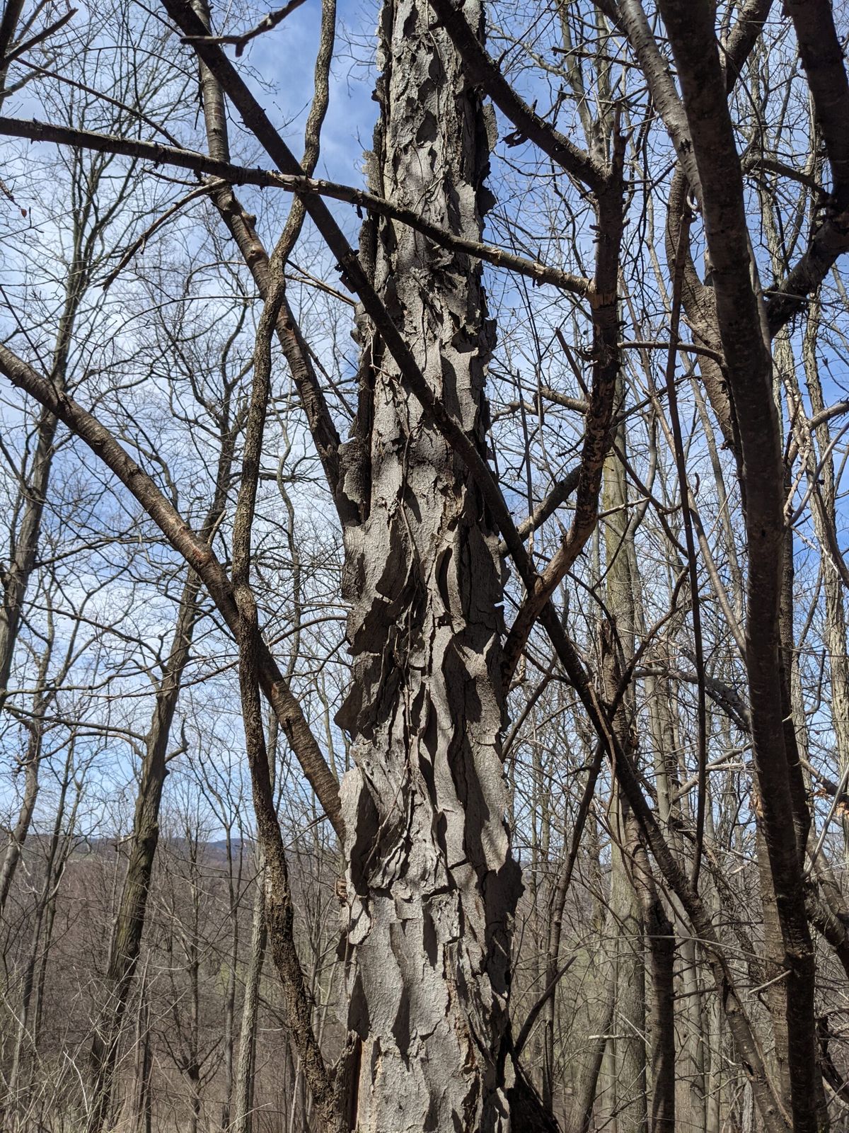Shaggy Kentucky coffeetree in the Elbridge woodland