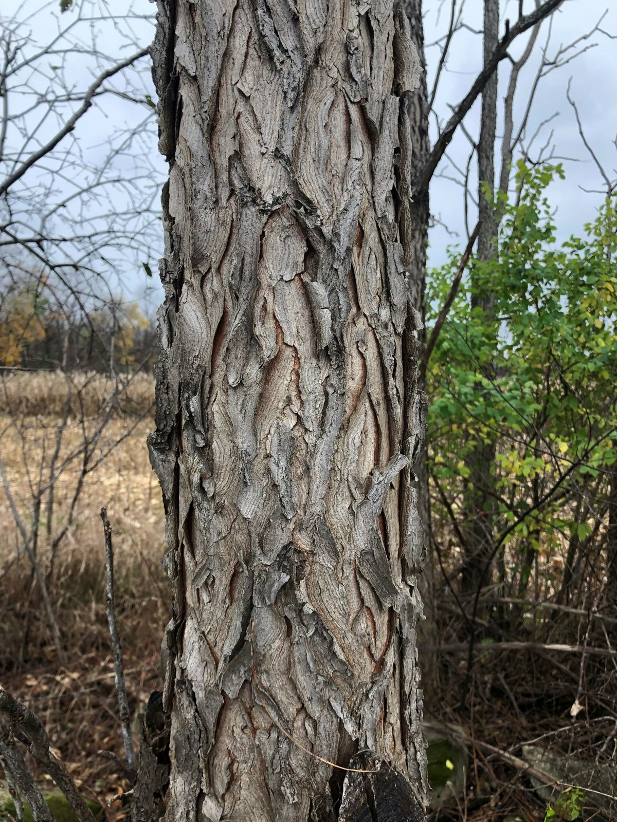 Bark texture and color on a young Kentucky coffeetree stem.