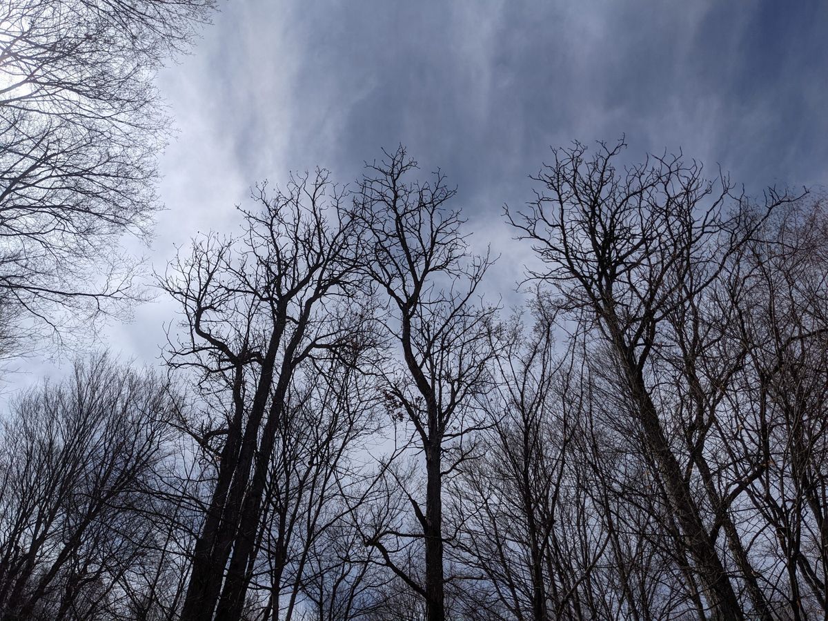 Kentucky coffeetree Cook Lot