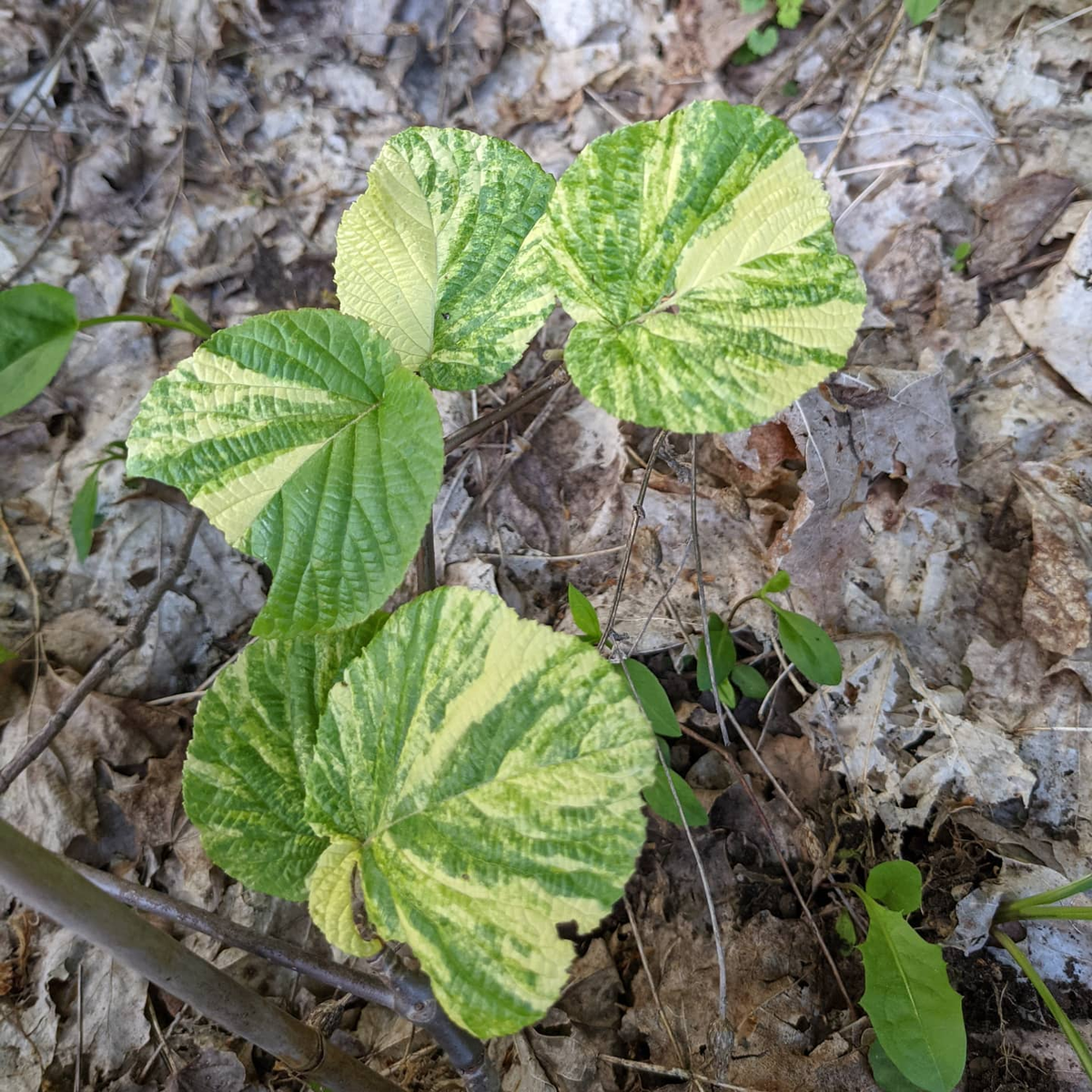 Variegated foliage on Viburnum furcatum in the Limeledge holdings.