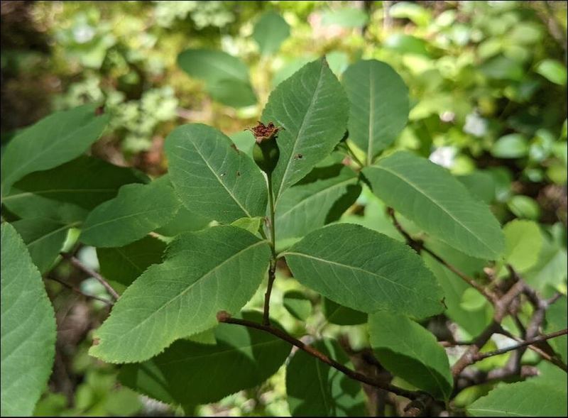 The green leaves of Amelanchier bartramiana in dappled light.