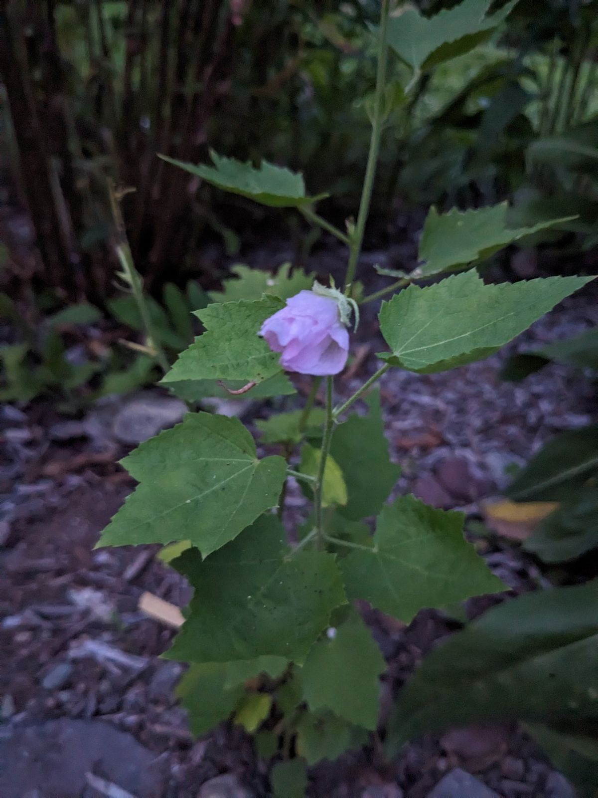 A pale lavender flower of Iliamna remota among toothed green leaves.