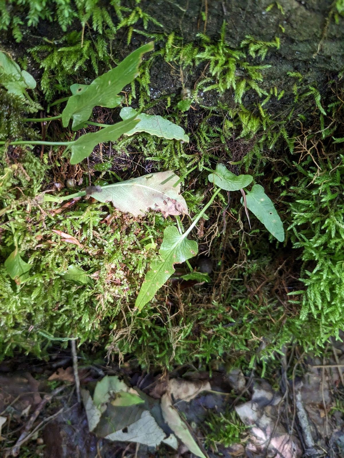 Narrow walking fern fronds growing across moss-covered rock.