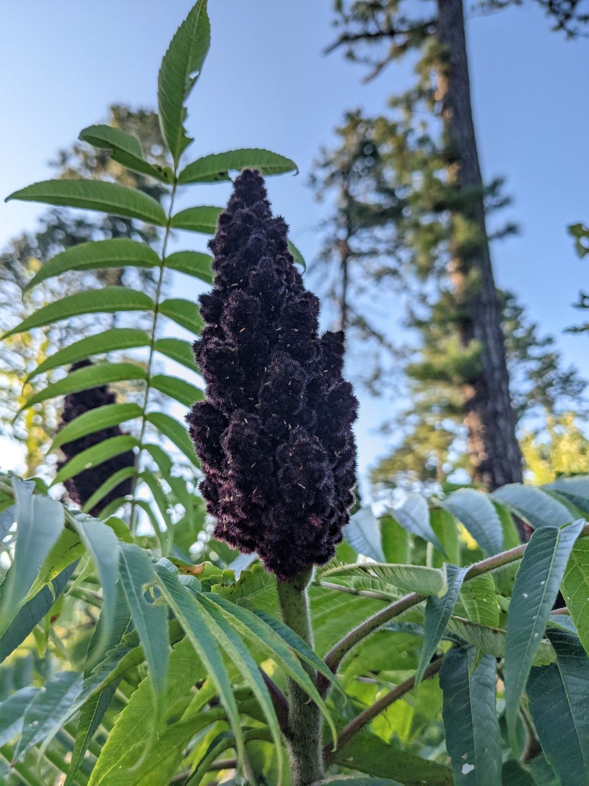 A deep burgundy sumac fruit cluster framed by green compound leaves.