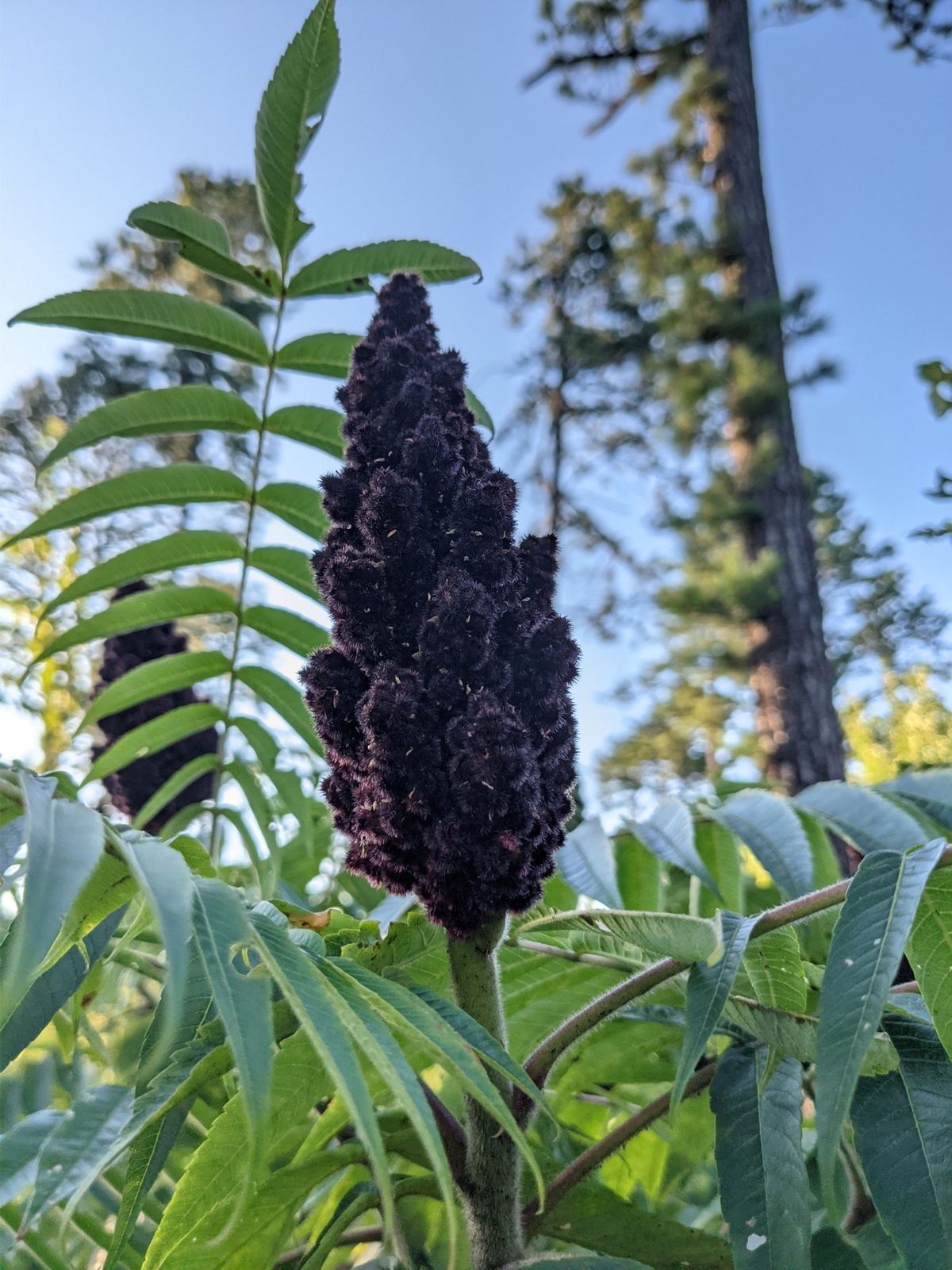 A deep burgundy sumac fruit cluster surrounded by green leaves.