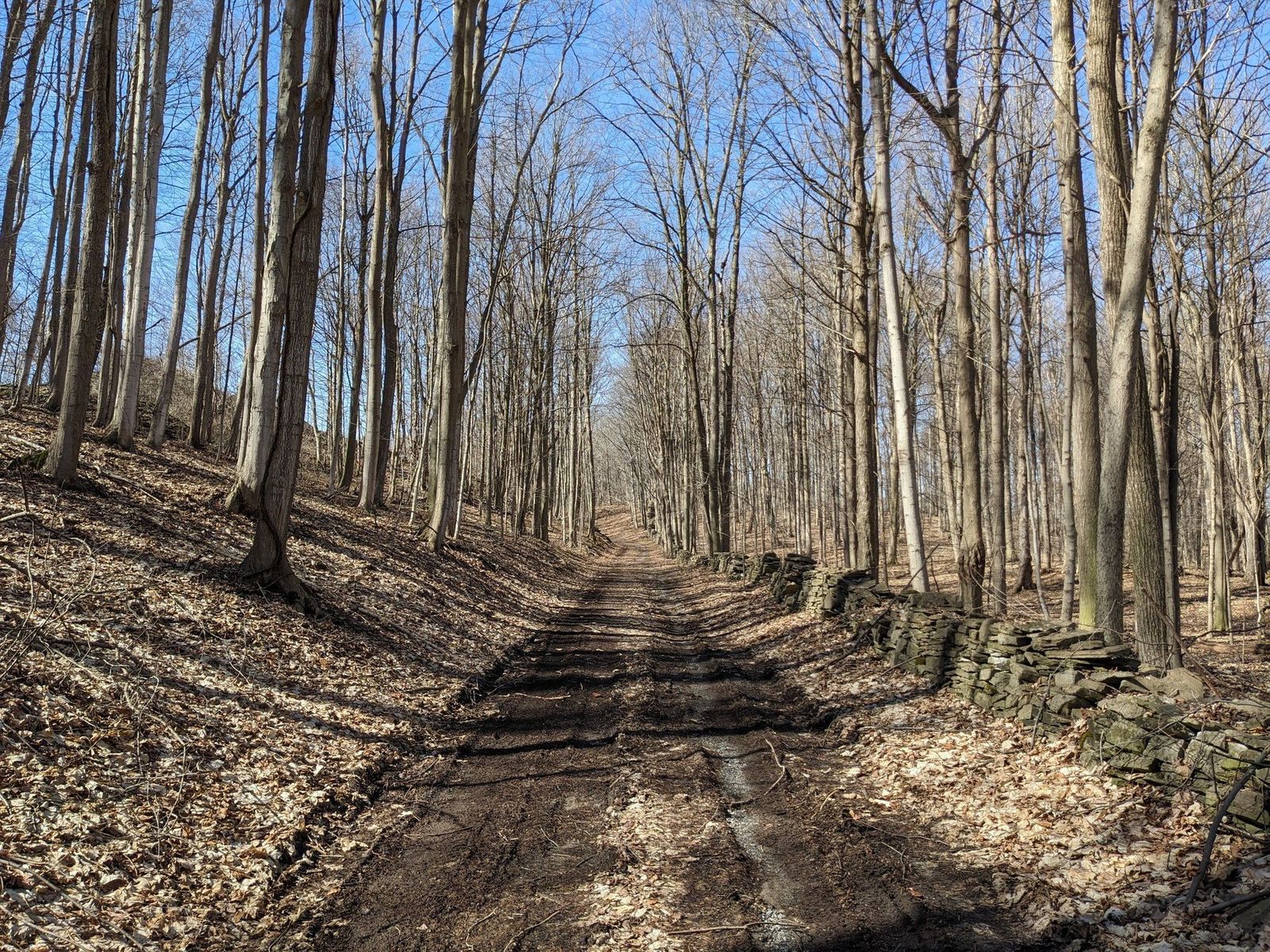 A woodland trail passing beside an old stone wall at Limeledge.