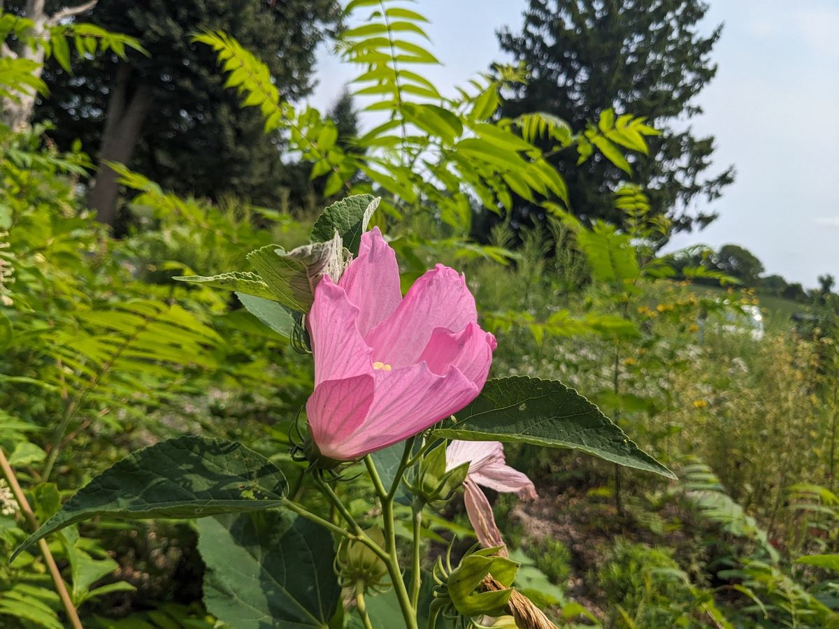 A large pink native hibiscus flower among green foliage.