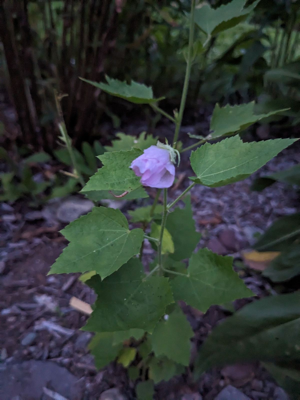 A pale purple flower hanging among toothed green leaves.