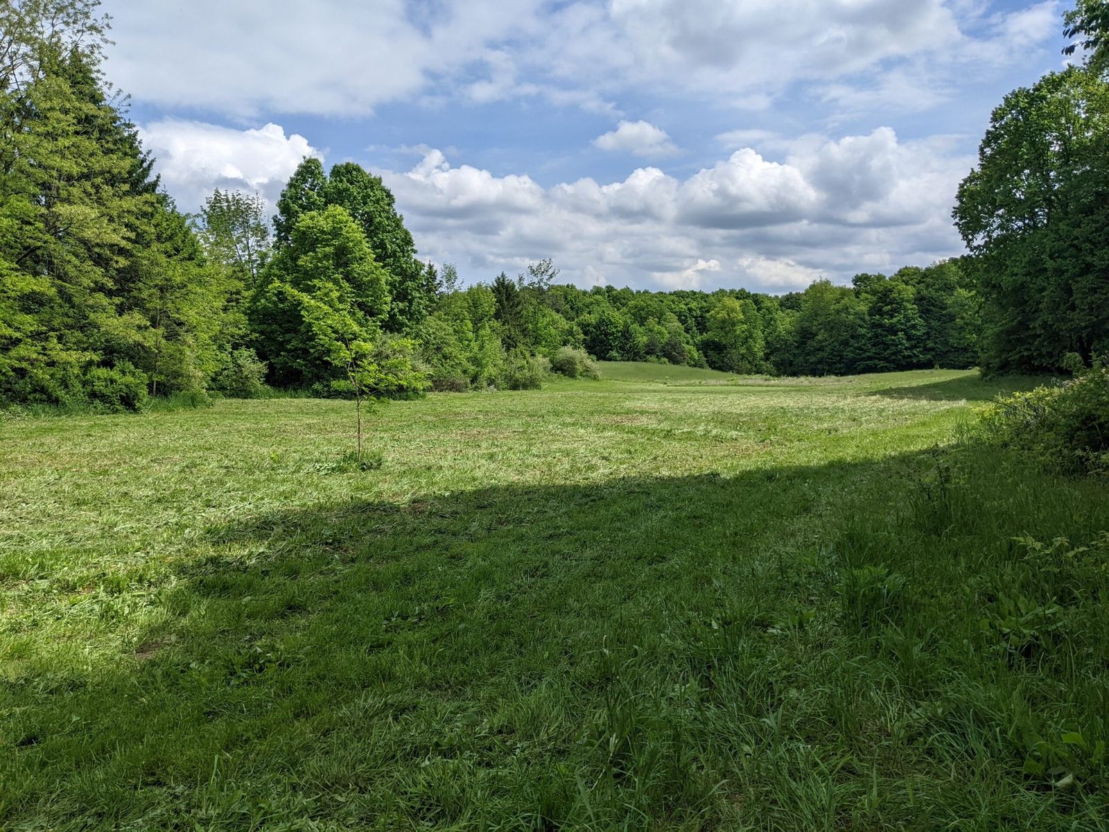 A broad green field bordered by trees beneath a cloud-filled sky at Limeledge.