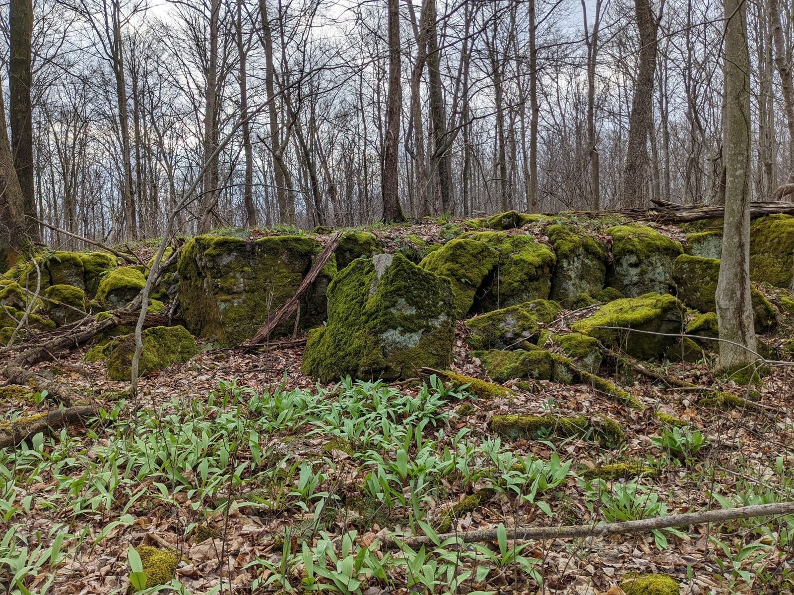 Moss-covered rocks and woodland vegetation at Limeledge.