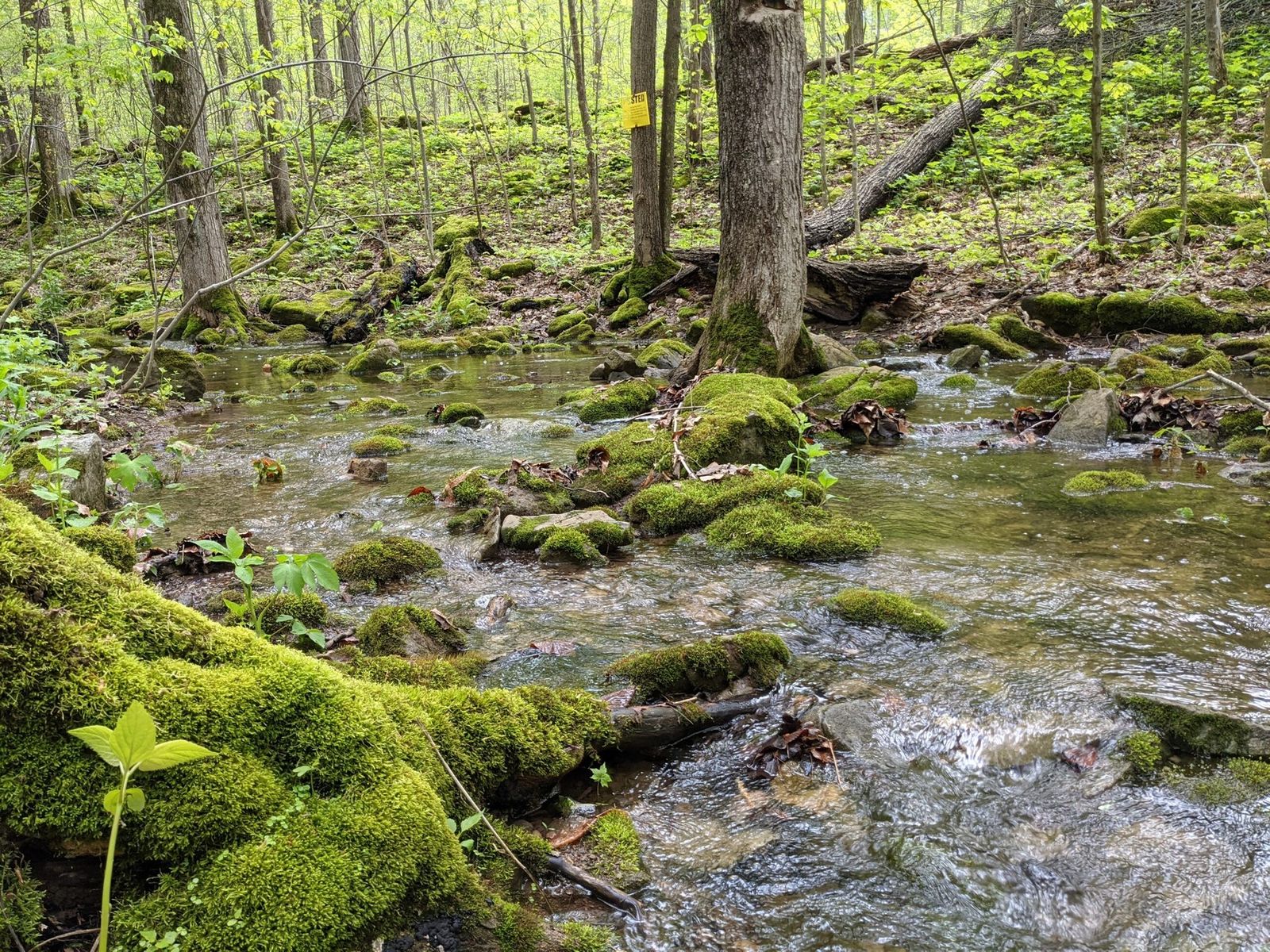 Woodland stream flowing through the Limeledge landscape.