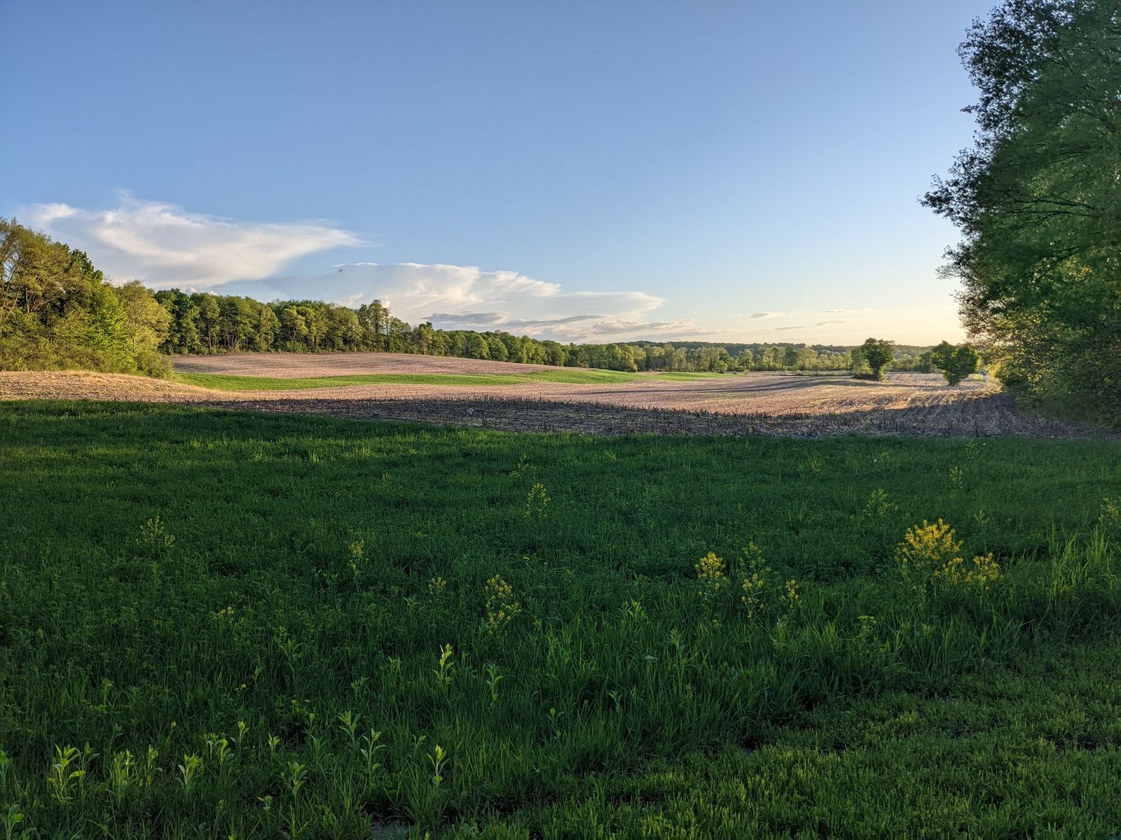 Sunlit fields and landscape at Limeledge.