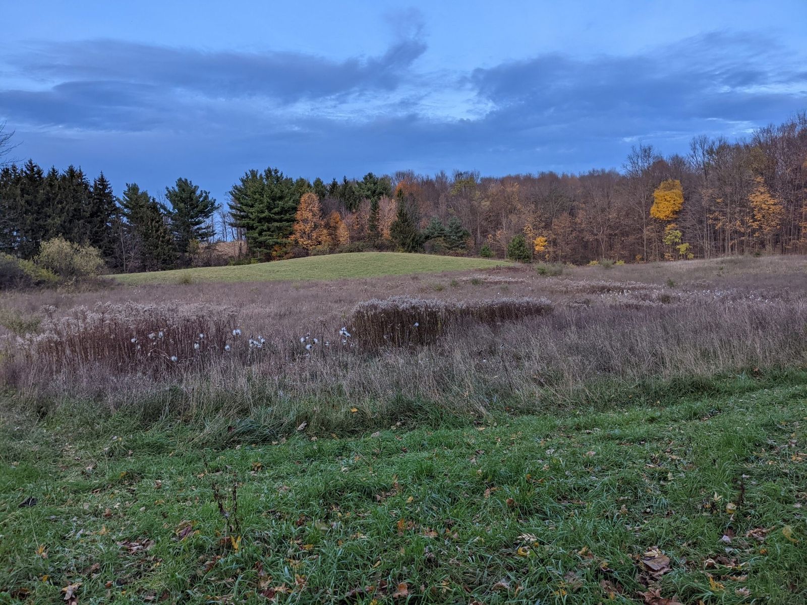 Autumn field and landscape at Limeledge.
