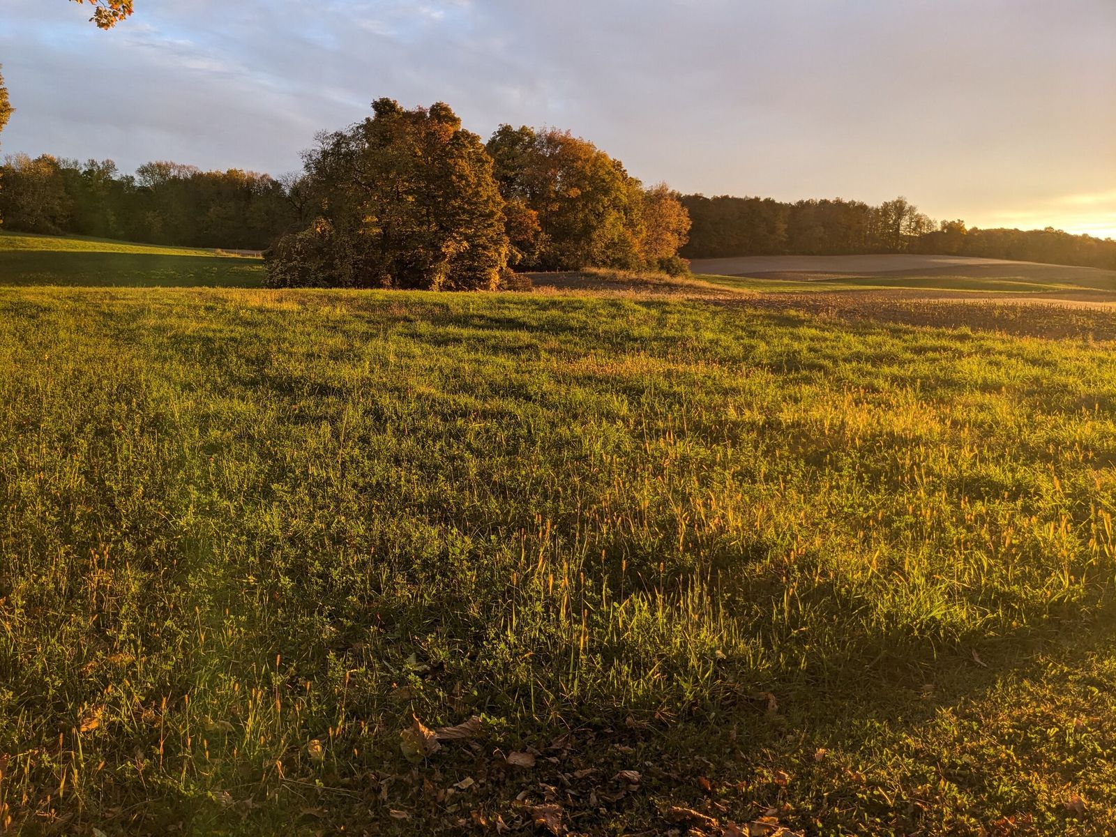 Late-day sun across the fields and woodlands at Limeledge.