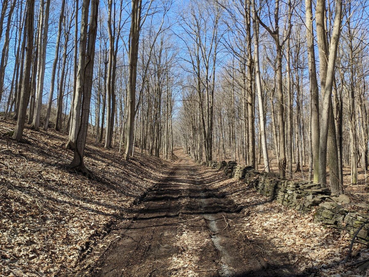 A woodland trail passing an old stone wall at Limeledge.